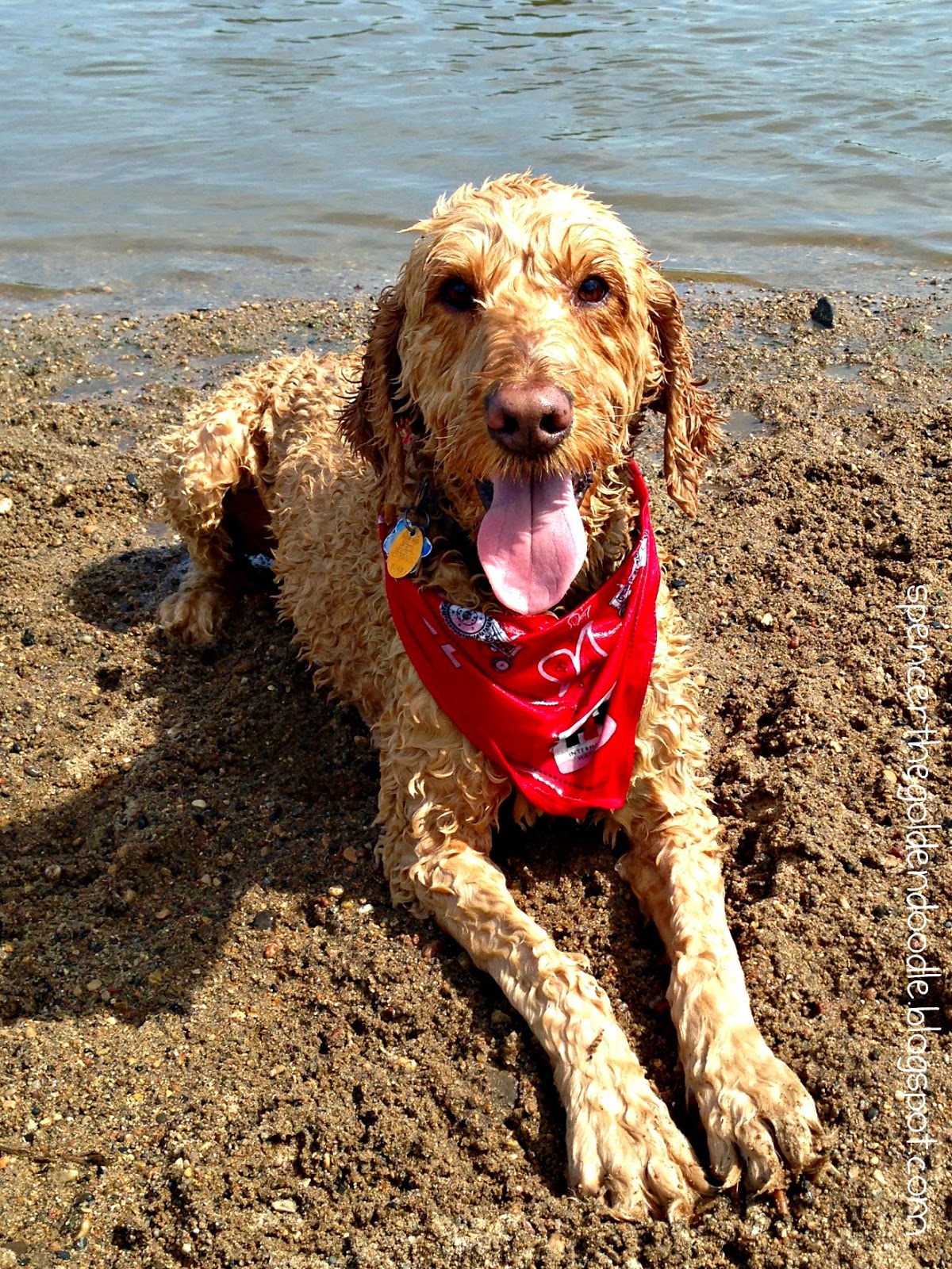 Spencer the Goldendoodle PetzLife BathEaze Waterless Shampoo